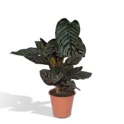 Calathea Ornata (Pinstripe Plant) ↑ 75 Cm