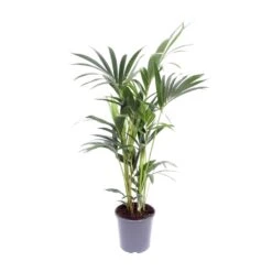 Howea Forsteriana (Kentia Palm) ↑ 75 Cm