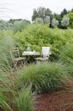 Fargesia Rufa (Bamboo Plant) ↑ 40cm -UrbanJngl Terrarium Plants unnamed 3d9cbce1 9f44 4978 959f e407d9b4b6d3