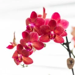 Red Phalaenopsis Orchid - Congo + Diabolo Travertine - Pot Size Ø9cm - ↑ 35 Cm -UrbanJngl Terrarium Plants unnamed 40d1bd2b 047d 41fd b77c 005bb865c444