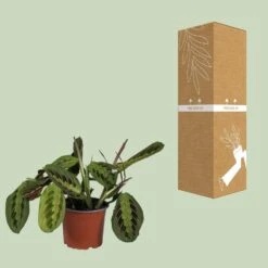 Maranta Leuconeura Fascinator (Prayer Plant) ↑ 30 Cm -UrbanJngl Terrarium Plants unnamed 4192683c 82a9 4f9f bcd1 bf52cdd9fd98