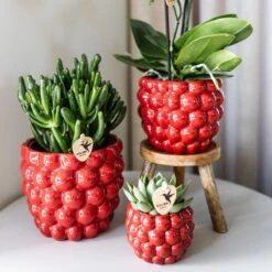 Red Phalaenopsis Orchid – Congo + Berry Pot – Ø 9cm – 40cm -UrbanJngl Terrarium Plants unnamed 4282bd1d 8195 494a 93bf 45fd50f7b965