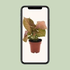 Syngonium Neon (Arrowhead Plant) ↑ 25 Cm -UrbanJngl Terrarium Plants unnamed 42e289e7 3f39 4dd3 8afe af297eb57c9b