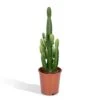 Euphorbia Acrurensis (Cowboy Cactus) ↑ 60 Cm