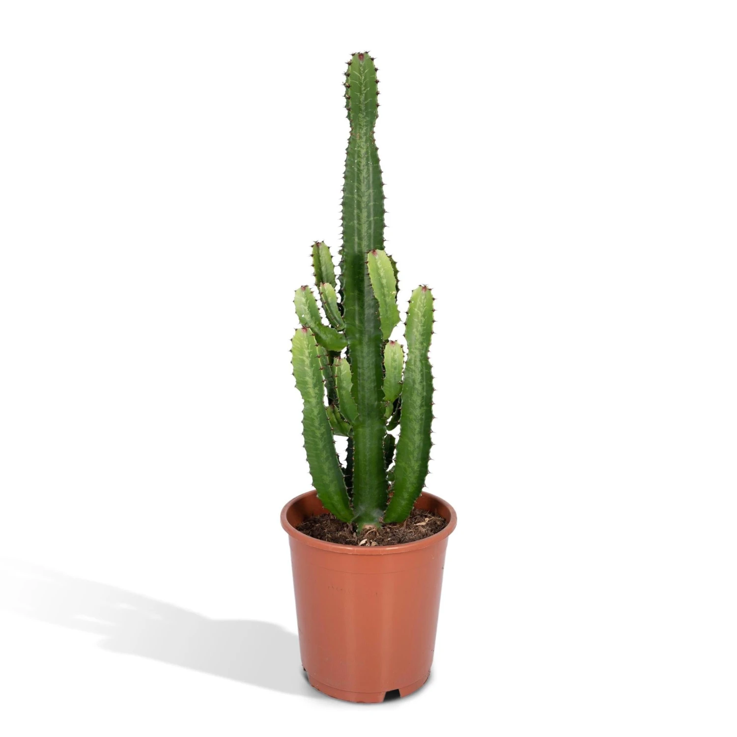 Euphorbia Acrurensis (Cowboy Cactus) ↑ 60 Cm 1 Euphorbia Acrurensis (Cowboy Cactus) ↑ 60 Cm