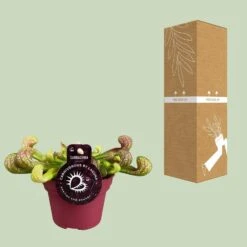 Peperomia Santorini (Trailing Peperomia) ↑ 13 Cm -UrbanJngl Terrarium Plants unnamed 460a42da b031 4659 97f1 cd2e02c503a9