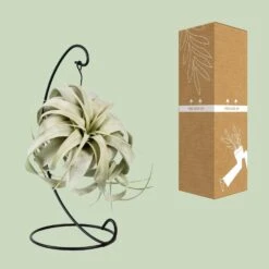 Tillandsia King Xero (Air Plant) ↑ 23 Cm -UrbanJngl Terrarium Plants unnamed 47445fda 5e2a 4ca6 84df 880294636f2b