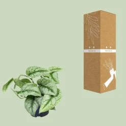 Scindapsus Pictus Trebie (Silvery Ann Pothos) ↑ 15 Cm -UrbanJngl Terrarium Plants unnamed 4a87a543 c01c 47bc a0f7 1fea34e2b045