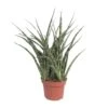 Sansevieria Fernwood Punk (Snake Plant) ↑ 35 Cm