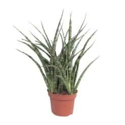 Sansevieria Fernwood Punk (Snake Plant) ↑ 35 Cm