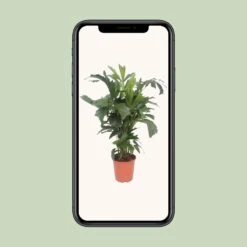 Caryota Mitis (Fishtail Palm) ↑ 110 Cm 7 Caryota Mitis (Fishtail Palm) ↑ 110 Cm -UrbanJngl Terrarium Plants unnamed 4e94ec29 492f 4d06 8113 5e57f4723790