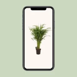 Dypsis Lutescens (Gold Palm) ↑ 110 Cm 7 Dypsis Lutescens (Gold Palm) ↑ 110 Cm -UrbanJngl Terrarium Plants unnamed 5525d31d 2098 40c0 9cf5 94766f96f734