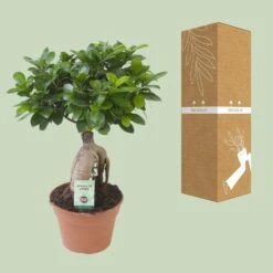 Ficus Ginseng (bonsai) - Ø 17cm - ↑ 40cm -UrbanJngl Terrarium Plants unnamed 5949ac91 06bb 4343 96b6 2d0e45dd4cdb