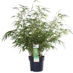 Fargesia Rufa (Bamboo) β 60 Cm