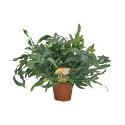 Phlebodium Blue Star (Blue Fern) ↑ 60 Cm