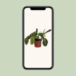 Maranta Leuconeura Fascinator (Prayer Plant) ↑ 30 Cm -UrbanJngl Terrarium Plants unnamed 65d34d78 3b21 4c1b ae79 108b96a38f68