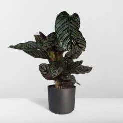 Calathea Ornata (Pinstripe Plant) ↑ 75 Cm -UrbanJngl Terrarium Plants unnamed 65dd7d0c 4476 4a61 a233 6fe61fd86e3f