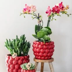 Red Phalaenopsis Orchid – Congo + Berry Pot – Ø 9cm – 40cm -UrbanJngl Terrarium Plants unnamed 66d974ae c33d 41ad a21c 9420e68a0f8c