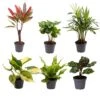 Baby Plants Surprise Box - Ø6cm - ↕12cm - X6