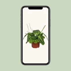 Maranta Leuconeura Fascinator Lemon Lime - Ø12cm - ↑ 30cm -UrbanJngl Terrarium Plants unnamed 6a8fabb4 25c7 49f9 8a2d 329d67c29294