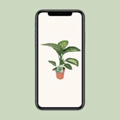 Dieffenbachia Seguine Tropic Snow (Dumb Cane) ↑ 70 Cm -UrbanJngl Terrarium Plants unnamed 7048a95e 4139 4afd 8b38 753c2c5819d9