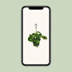 Philodendron Scandens Brasil (Heartleaf Philodendron) ↑ 35 Cm -UrbanJngl Terrarium Plants unnamed 741f6470 7978 460a a1f7 8784bf51cb6c