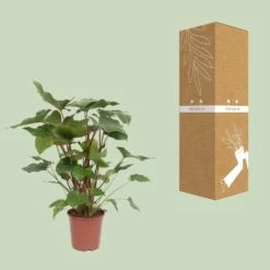 Homalomena Rubescens Maggy (Heartleaf Philodendron) ↑ 90 Cm -UrbanJngl Terrarium Plants unnamed 7f6abac3 09a7 44d8 9a18 3b3c9565776e