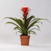 Guzmania Hope (Tube Plant) Bromeliad ↑ 40 Cm