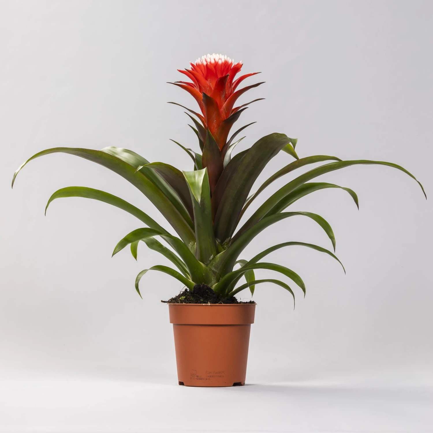 Guzmania Hope (Tube Plant) Bromeliad ↑ 40 Cm 1 Guzmania Hope (Tube Plant) Bromeliad ↑ 40 Cm
