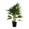 Livistona Chinensis (Chinese Fan Palm) ↑ 100 Cm