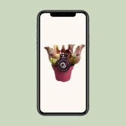 Sarracenia Venosa (Venosa Pitcher Plant) ↑ 20 Cm -UrbanJngl Terrarium Plants unnamed 8a224219 feaa 49ee 9ef5 8bc6de918cb6