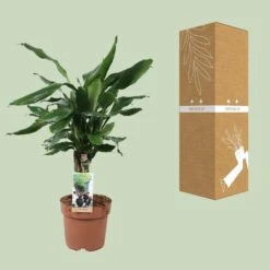 Dracaena Fragrans Steudneri Green (Dragon Tree) ↑55 Cm -UrbanJngl Terrarium Plants unnamed 8b7bd416 92a6 4420 a48f b7004d2db091