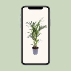 Howea Forsteriana (Kentia Palm) ↑ 75 Cm 7 Howea Forsteriana (Kentia Palm) ↑ 75 Cm -UrbanJngl Terrarium Plants unnamed 8dd17259 39e0 423f acbb 42e184863caf