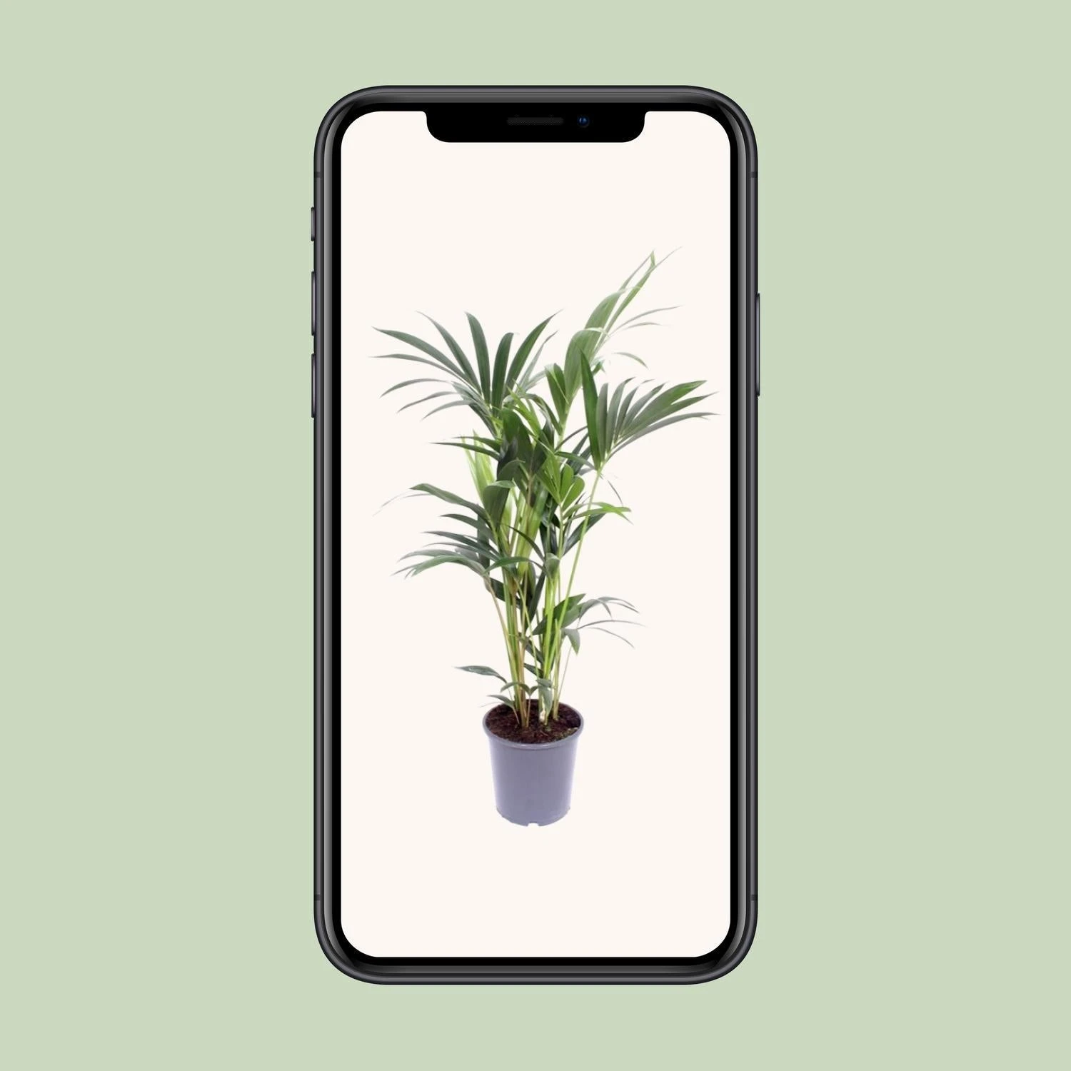 Howea Forsteriana (Kentia Palm) ↑ 75 Cm 4 Howea Forsteriana (Kentia Palm) ↑ 75 Cm - Image 4