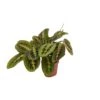 Maranta Fascinator (Prayer Plant) ↑ 20 Cm