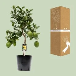 Citrus Lemon (Lemon Tree) ↑ 80 Cm 6 Citrus Lemon (Lemon Tree) ↑ 80 Cm -UrbanJngl Terrarium Plants unnamed 90e7fa6f 4303 4e4d aa47 0205f5980776