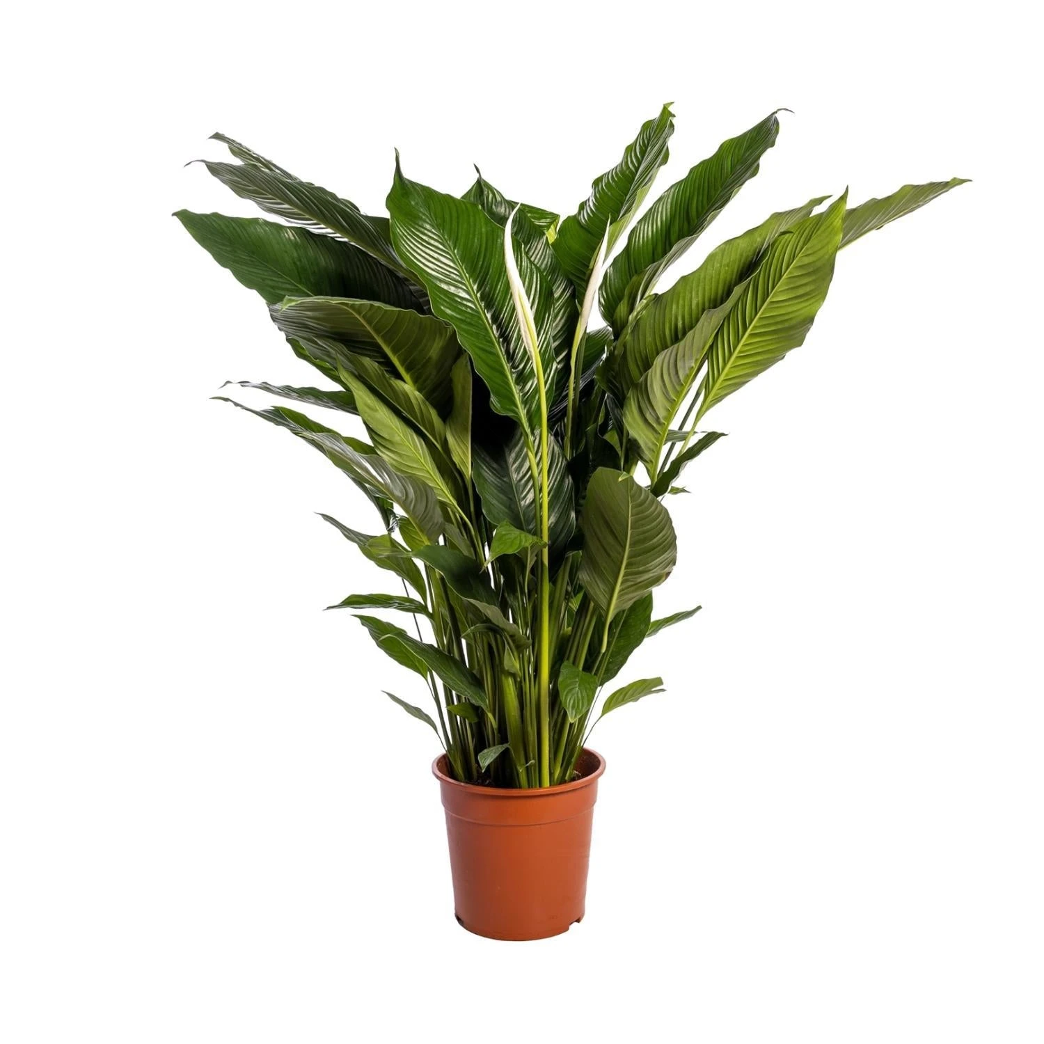 Spathiphyllum Sweet Sebastiano (White Peace Lily) ↑ 110 Cm 1 Spathiphyllum Sweet Sebastiano (White Peace Lily) ↑ 110 Cm