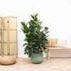 Ficus Robusta (Indian Rubber Plant) ↑ 150cm