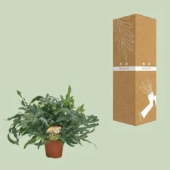 Phlebodium Blue Star (Blue Fern) ↑ 60 Cm -UrbanJngl Terrarium Plants unnamed 95beffa7 f209 4210 acb8 77534fc23c58