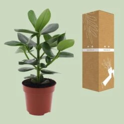 Clusia Rosea Princess (Pig Plant) ↑ 15 Cm -UrbanJngl Terrarium Plants unnamed 9efb3576 a68e 43fa 974a 3701c9adf9cc