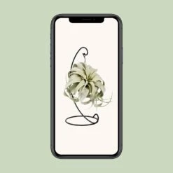 Tillandsia King Xero (Air Plant) ↑ 23 Cm -UrbanJngl Terrarium Plants unnamed 9f30f848 83c7 47db b9ab 355bf1372231