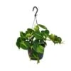 Philodendron Scandens Brasil (Heartleaf Philodendron) ↑ 35 Cm