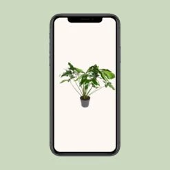 Philodendron Green Wonder (Hanging Plant) ↑ 100 Cm -UrbanJngl Terrarium Plants unnamed a2840485 ac95 4456 9943 efdcaf680278