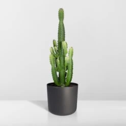 Euphorbia Acrurensis (Cowboy Cactus) ↑ 60 Cm 15 Euphorbia Acrurensis (Cowboy Cactus) ↑ 60 Cm -UrbanJngl Terrarium Plants unnamed b1596cc1 d1ba 4de5 8216 94c250be4208