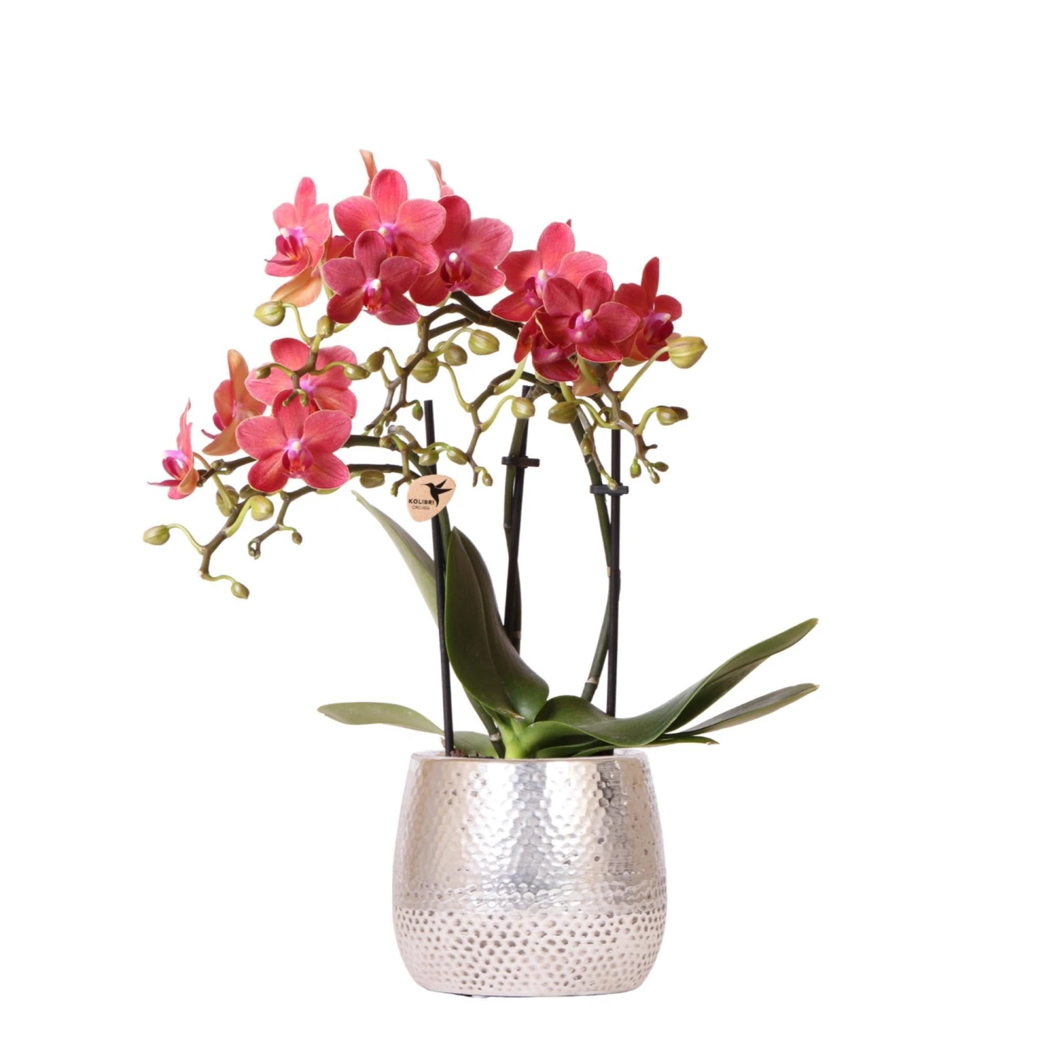 Red Phalaenopsis Orchid - Congo + Elite Silver Pot - Pot Size Ø9cm - ↑ 40cm 1 Red Phalaenopsis Orchid - Congo + Elite Silver Pot - Pot Size Ø9cm - ↑ 40cm