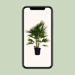 Livistona Chinensis (Chinese Fan Palm) ↑ 100 Cm -UrbanJngl Terrarium Plants unnamed b1c43eb2 e807 46e4 9ae4 6bbfcc712c3a