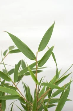 Fargesia Rufa (Bamboo) ↑ 60 Cm -UrbanJngl Terrarium Plants unnamed bc5b6916 c86a 4f2a 832f 52a34f81998a