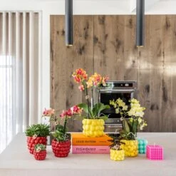 Red Phalaenopsis Orchid – Congo + Berry Pot – Ø 9cm – 40cm -UrbanJngl Terrarium Plants unnamed bfd831bf 47cb 4aac a47d 6b88ca9761ae