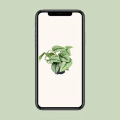 Scindapsus Pictus Trebie (Silvery Ann Pothos) ↑ 15 Cm -UrbanJngl Terrarium Plants unnamed c4fb9134 aa8e 41ee 9dc9 c111a8eaaaff