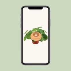 Pilea Peperomioides - Ø12cm - ↑ 20cm -UrbanJngl Terrarium Plants unnamed c927665b 3aef 4e26 96d9 1d891a014114